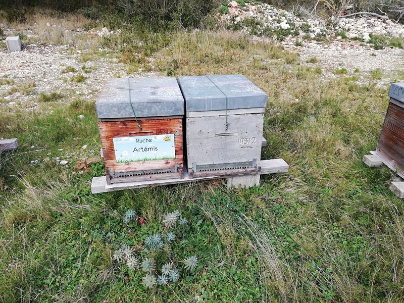 La ruche Artémis