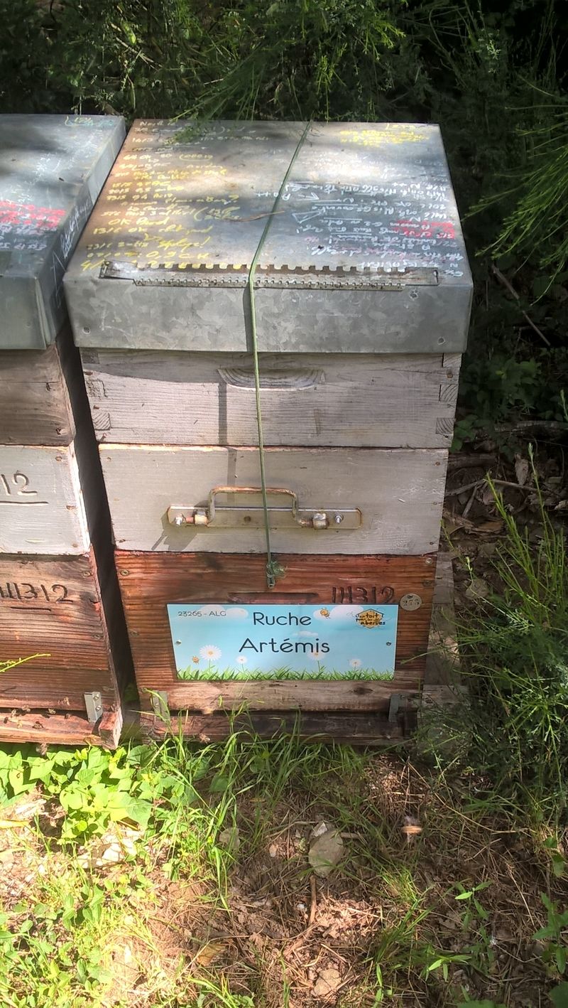 La ruche Artémis
