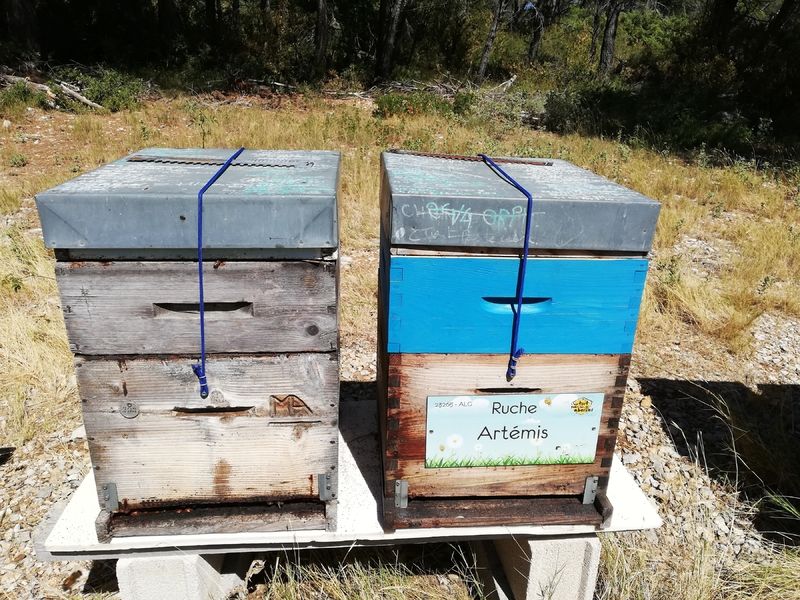 La ruche Artémis