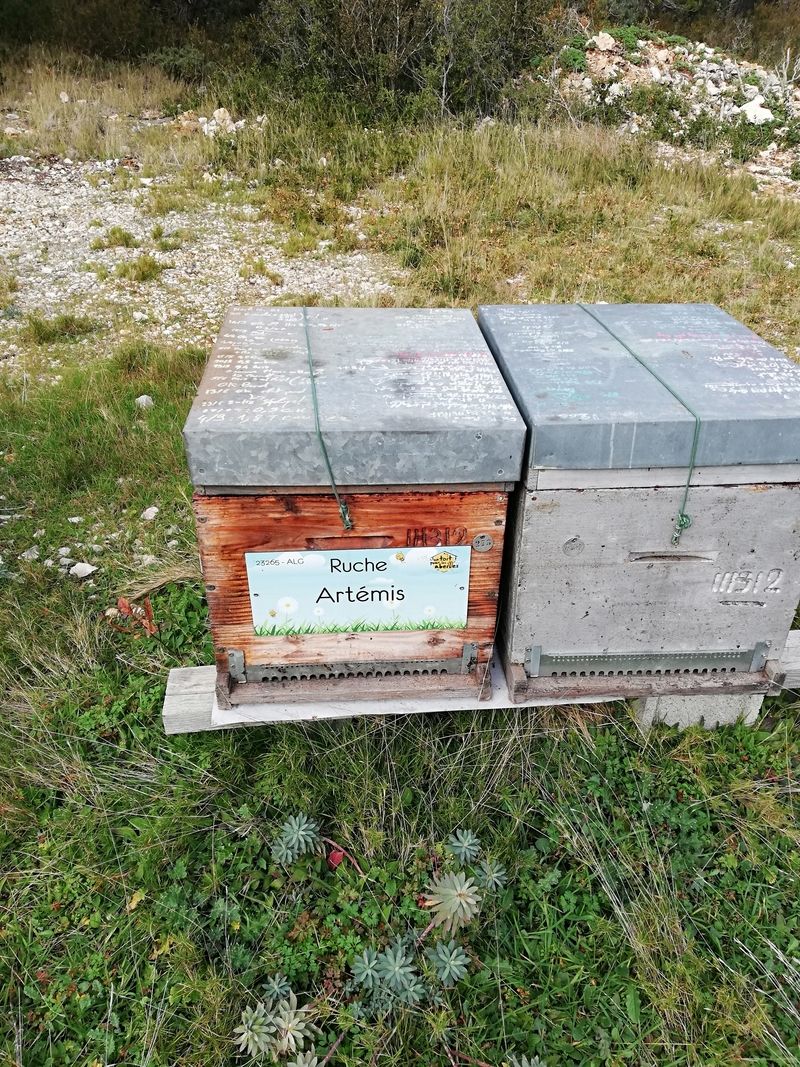 La ruche Artémis