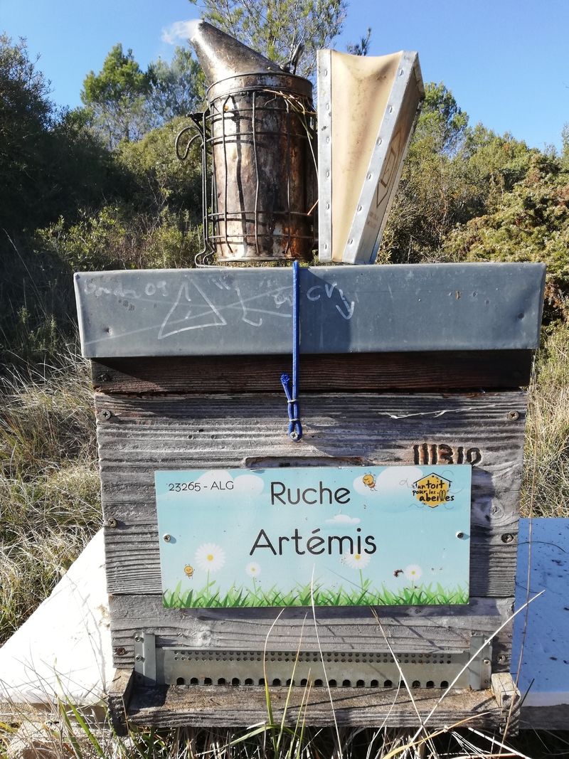 La ruche Artémis