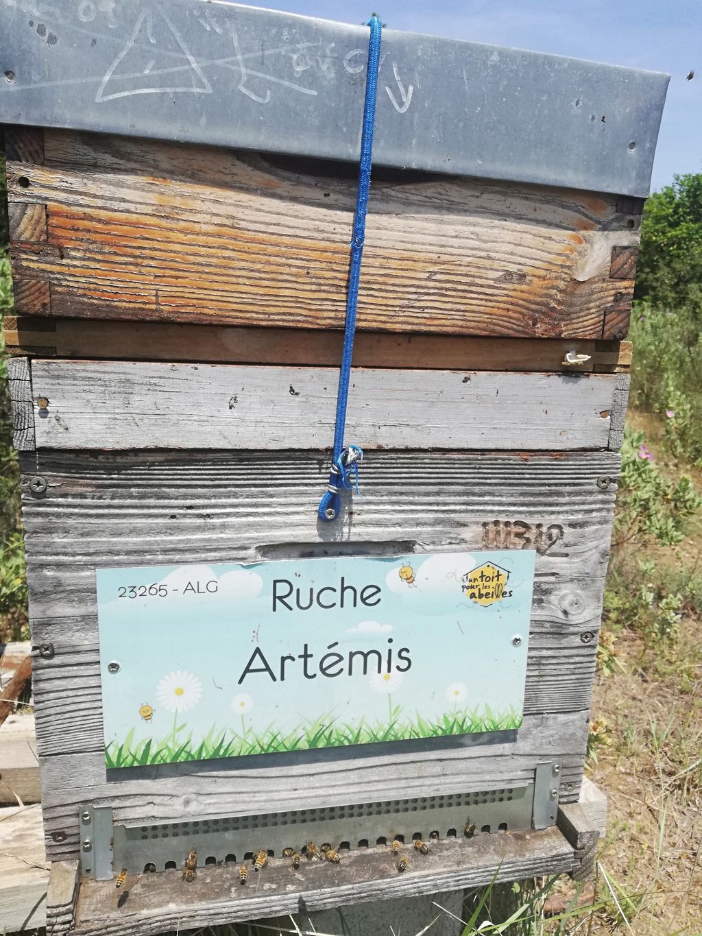 La ruche Artémis
