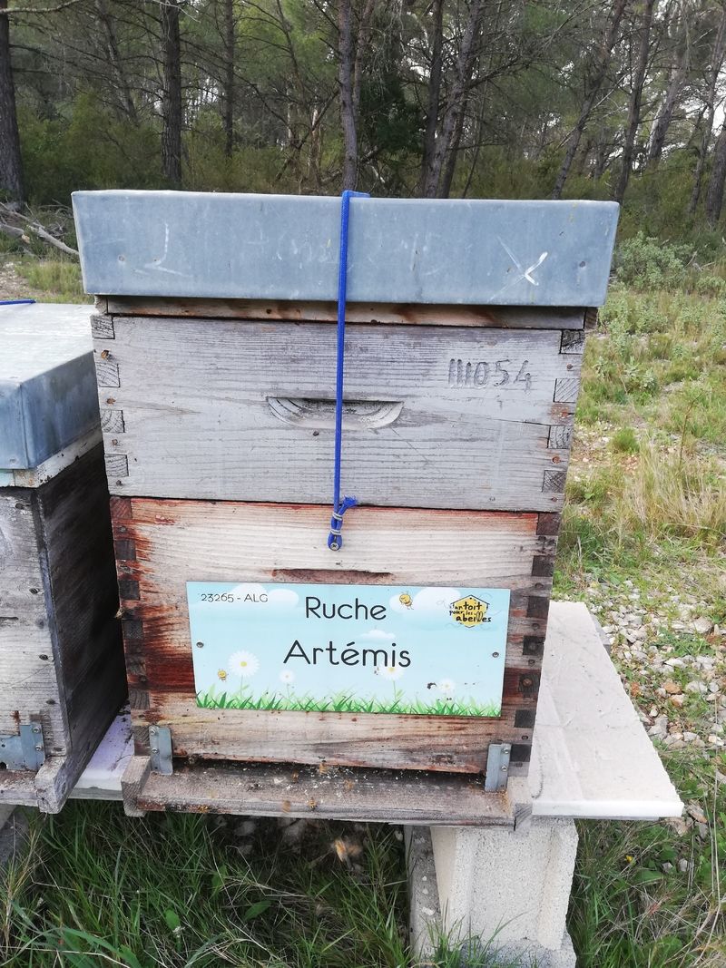 La ruche Artémis