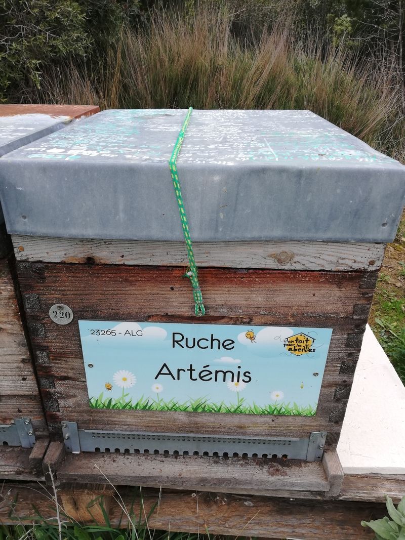 La ruche Artémis