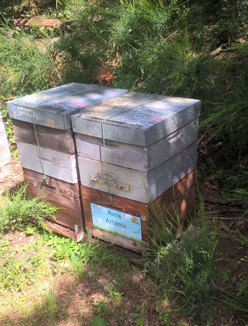 La ruche Artémis