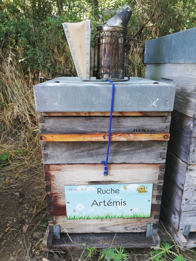 La ruche Artémis