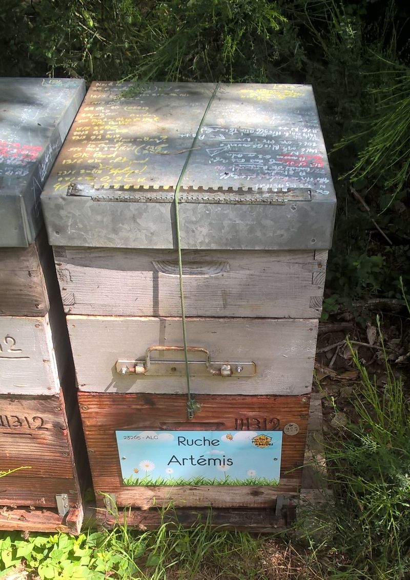 La ruche Artémis