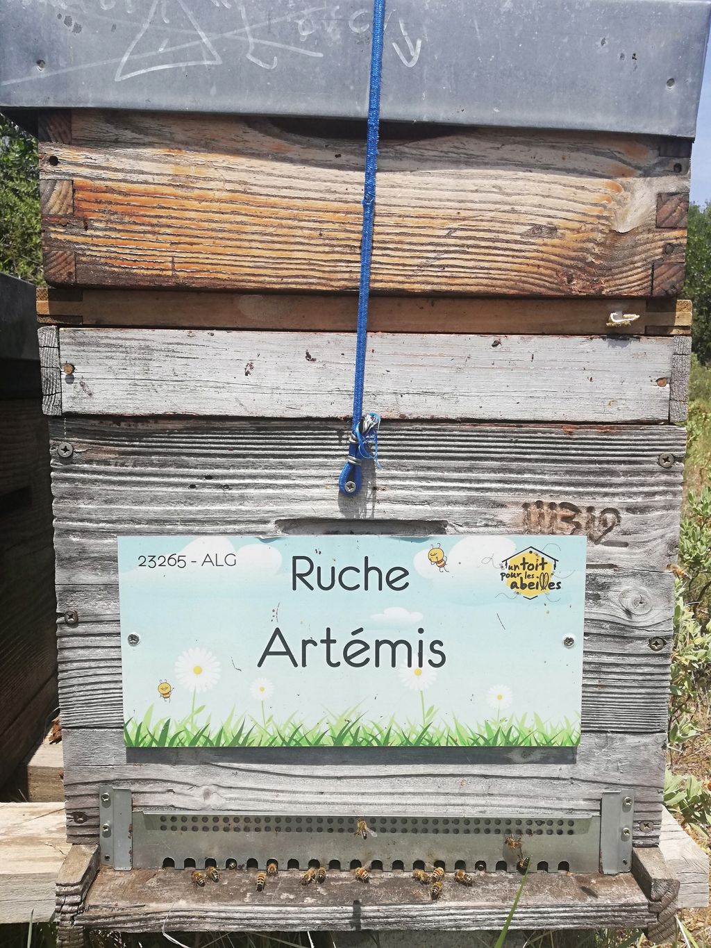 La ruche Artémis