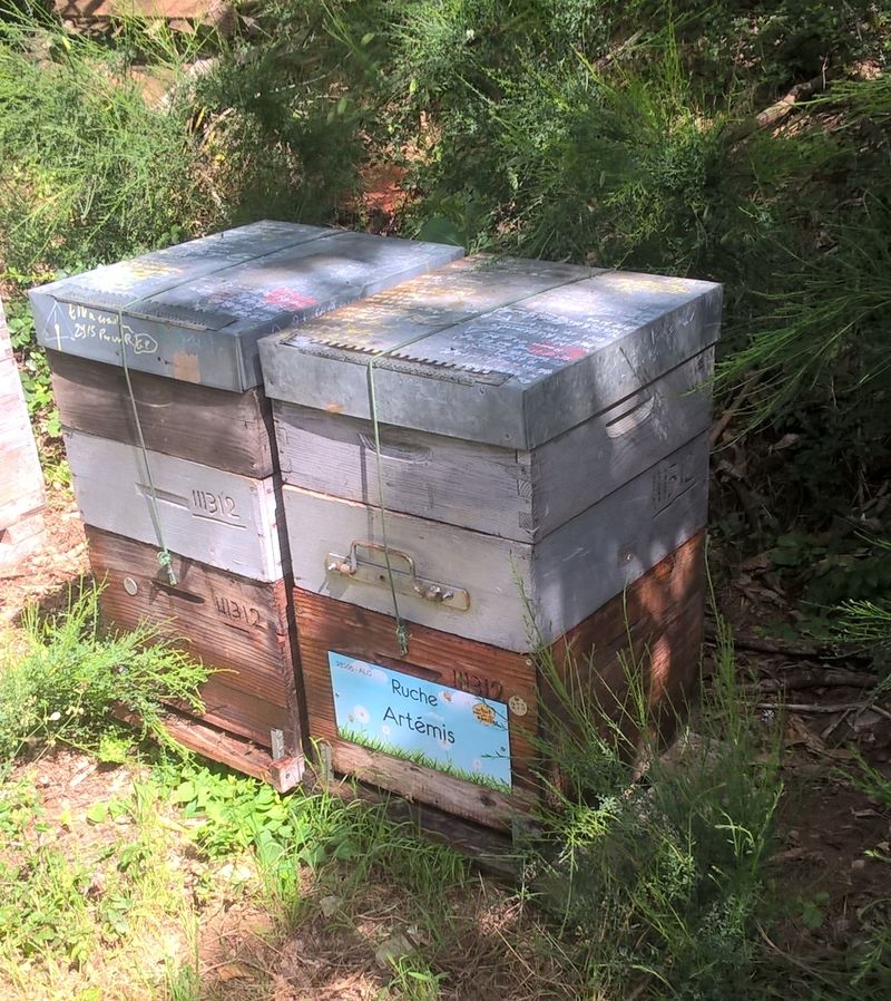 La ruche Artémis
