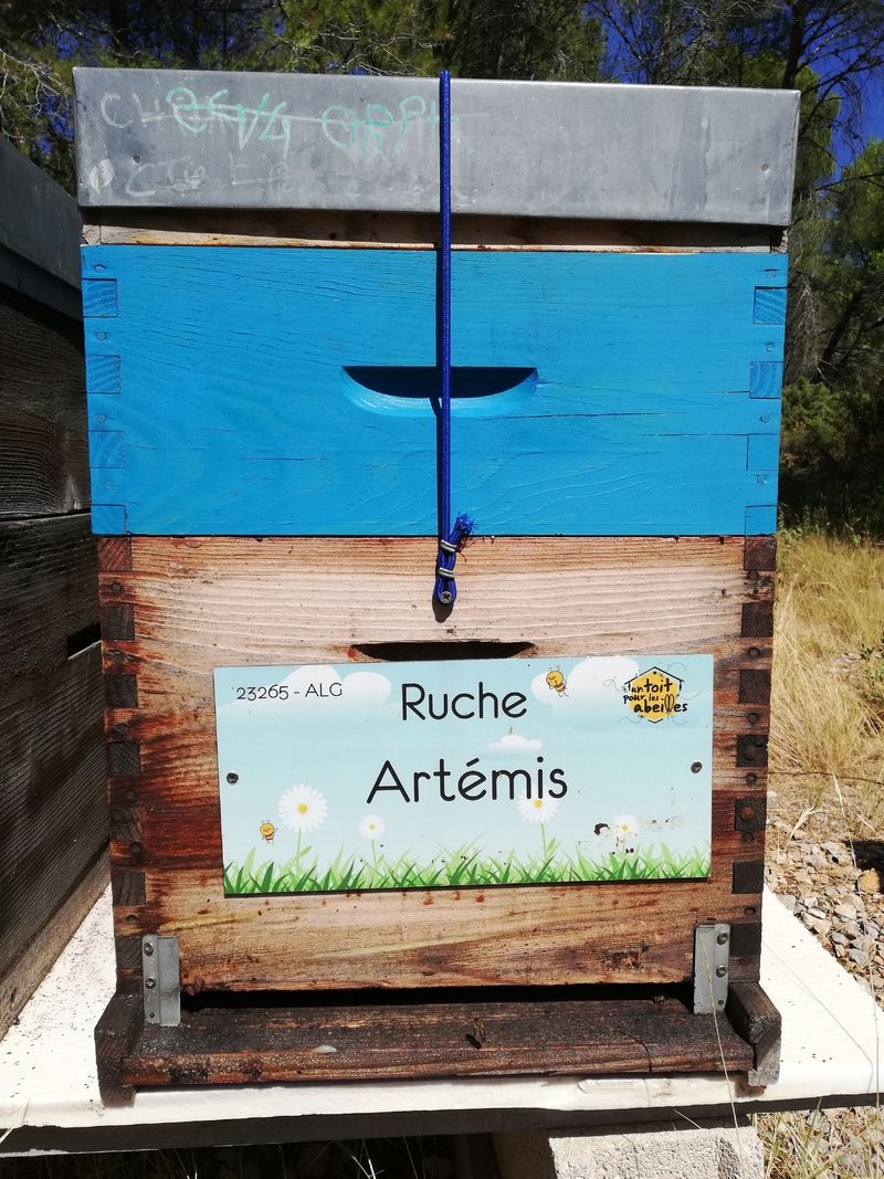 La ruche Artémis