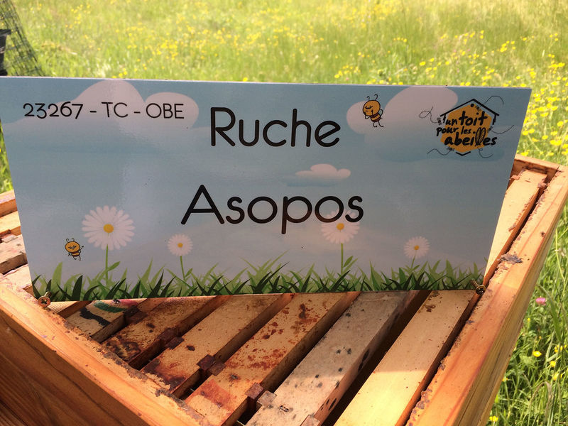 La ruche
