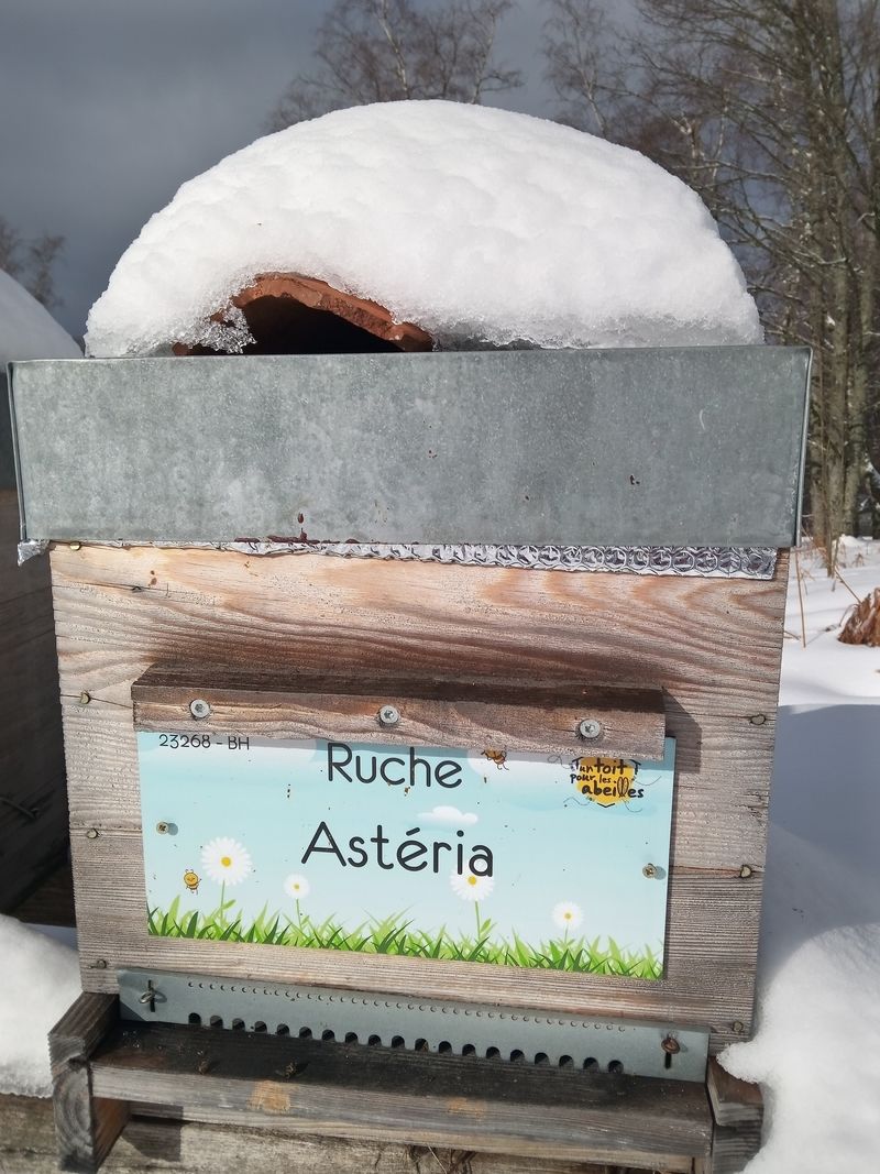 La ruche Astéria