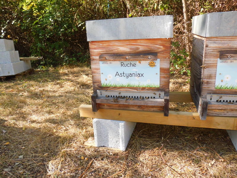 La ruche Astyaniax
