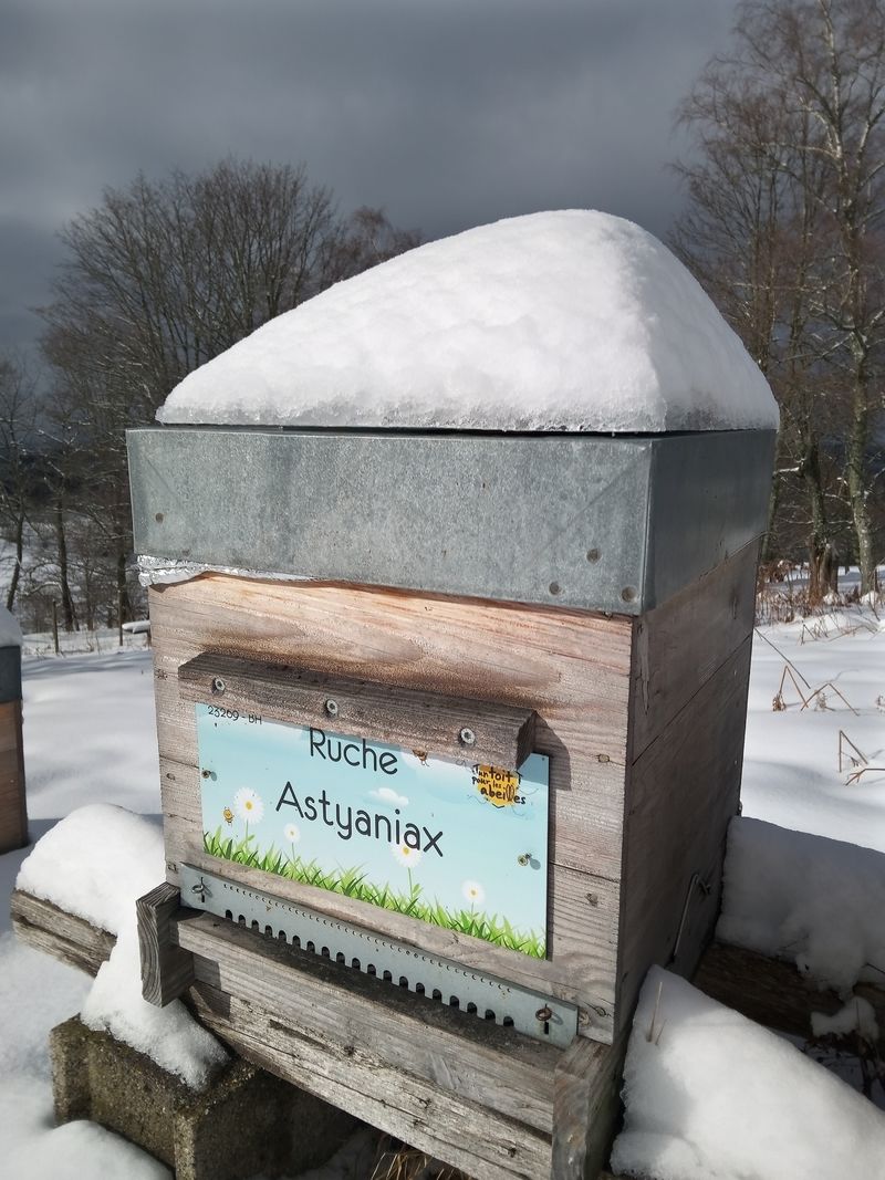 La ruche Astyaniax