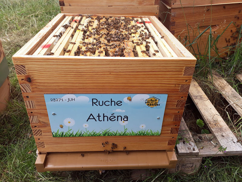 La ruche