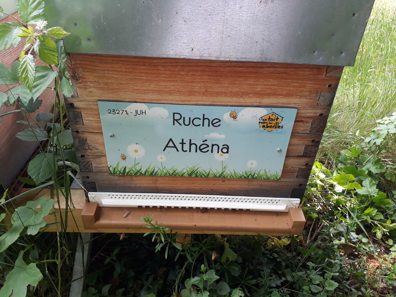 La ruche Athéna