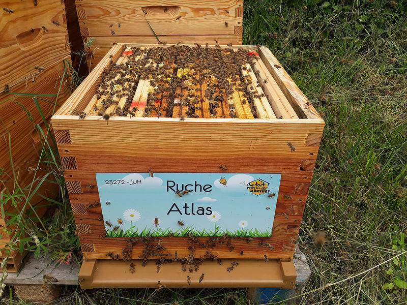La ruche Atlas