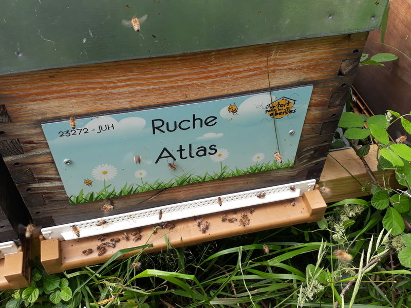 La ruche Atlas