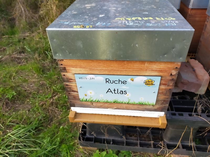La ruche
