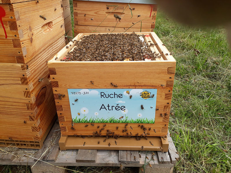 La ruche
