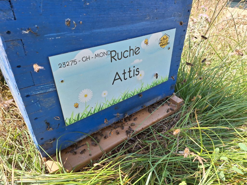 La ruche Attis