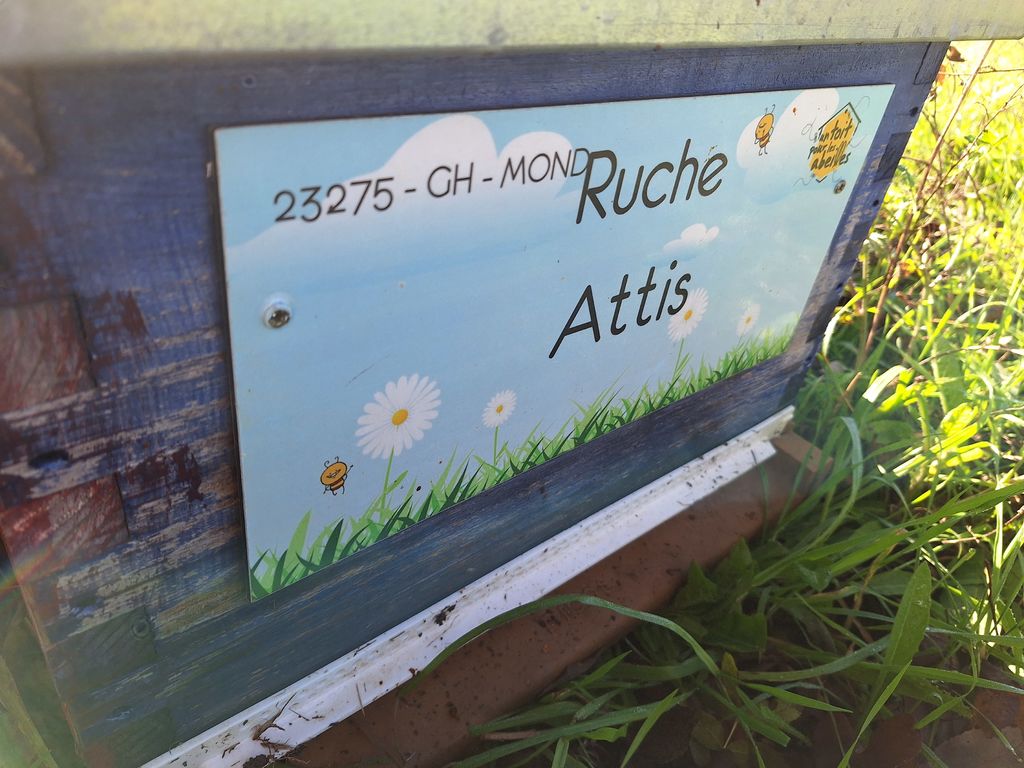La ruche Attis