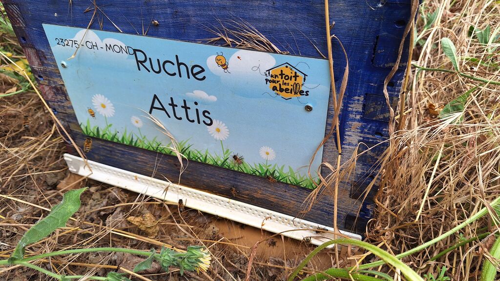 La ruche Attis