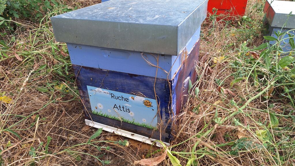 La ruche Attis