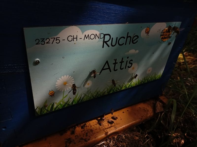 La ruche Attis