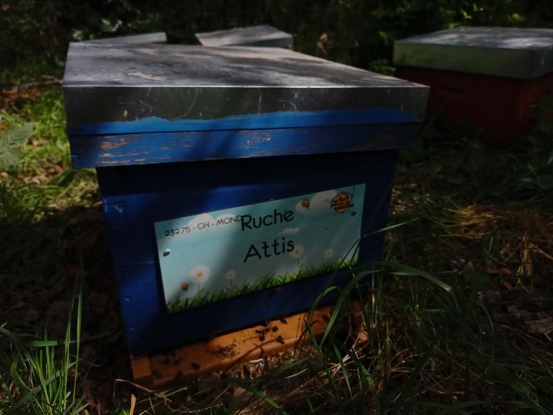 La ruche Attis