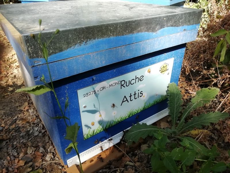 La ruche