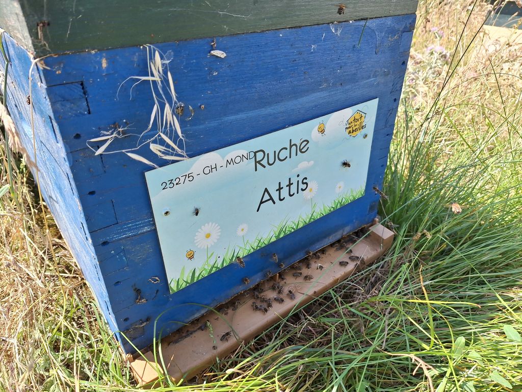 La ruche Attis