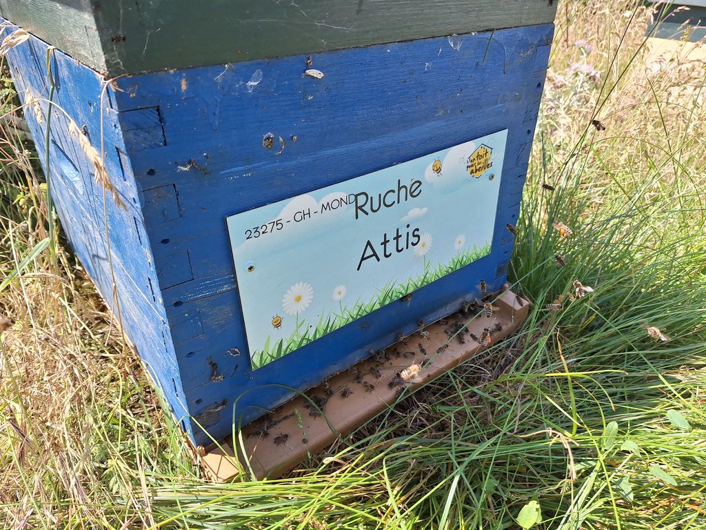 La ruche Attis