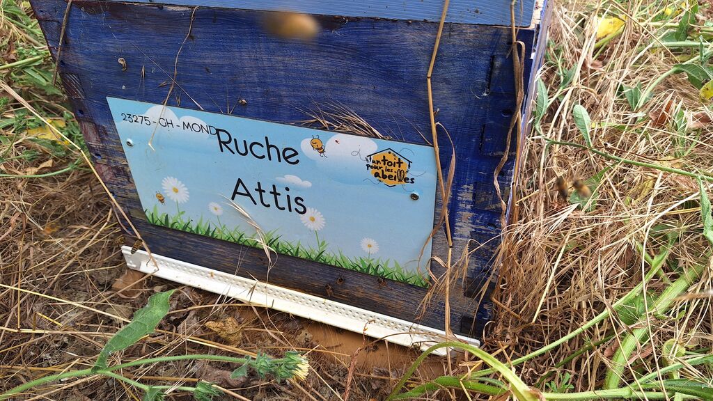 La ruche Attis