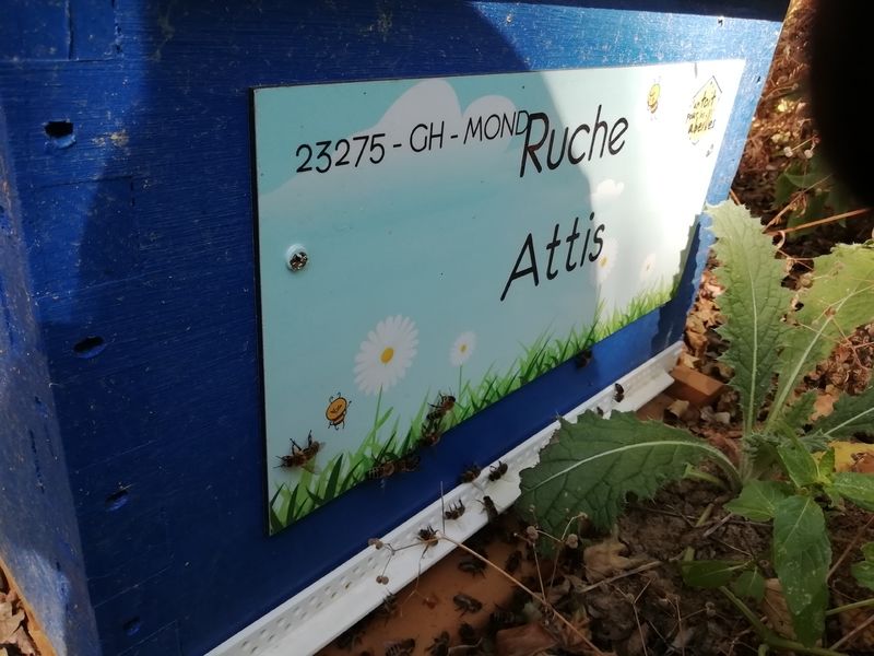 La ruche Attis