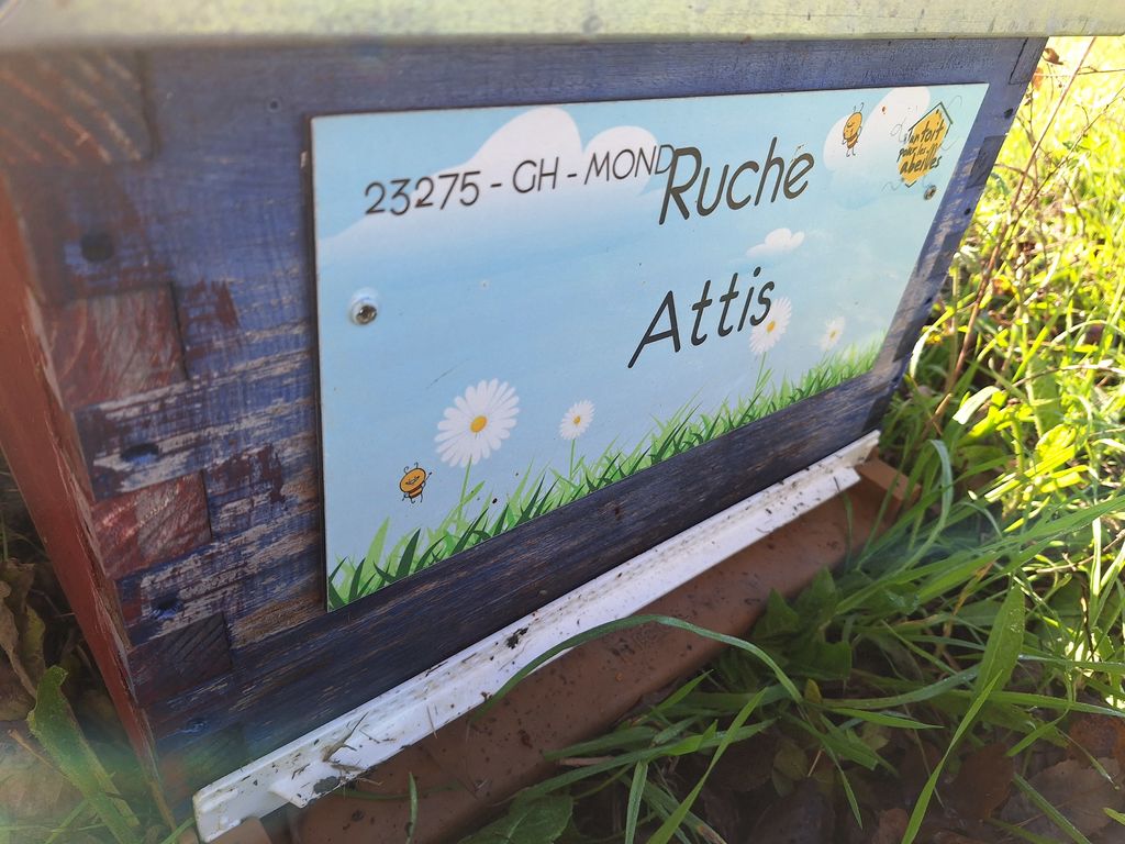 La ruche Attis