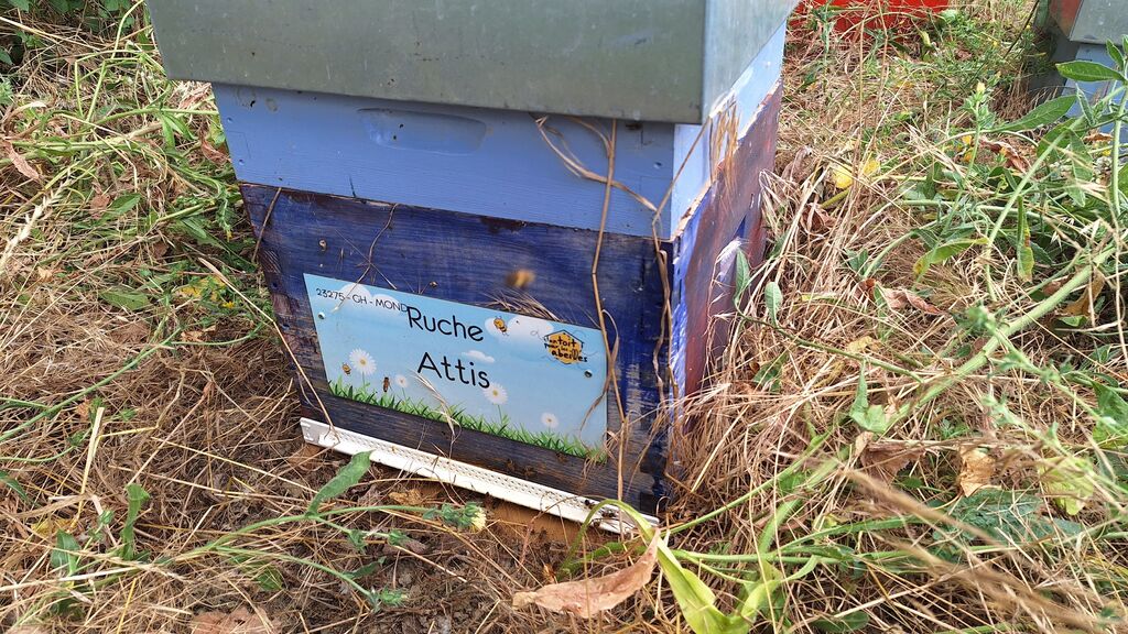 La ruche Attis