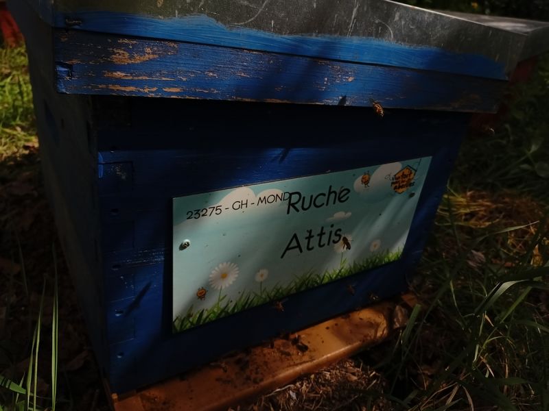 La ruche Attis