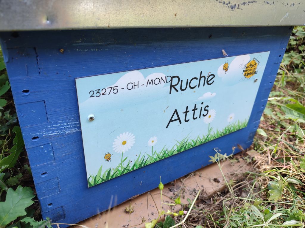 La ruche Attis
