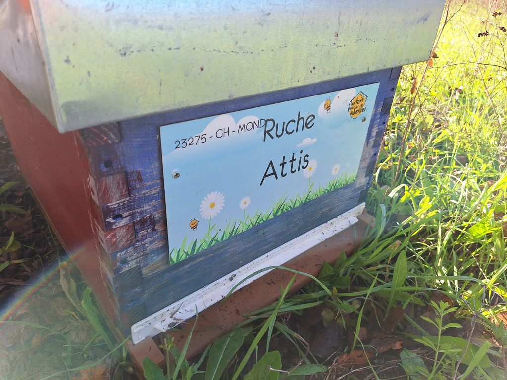 La ruche Attis