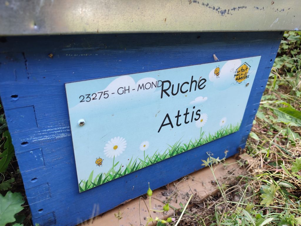 La ruche Attis