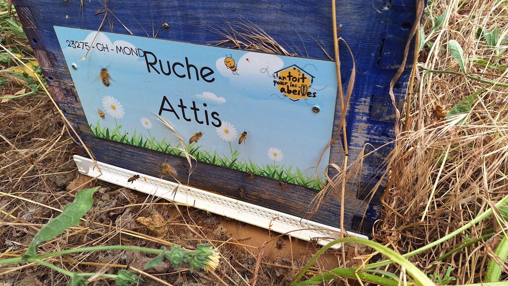 La ruche Attis