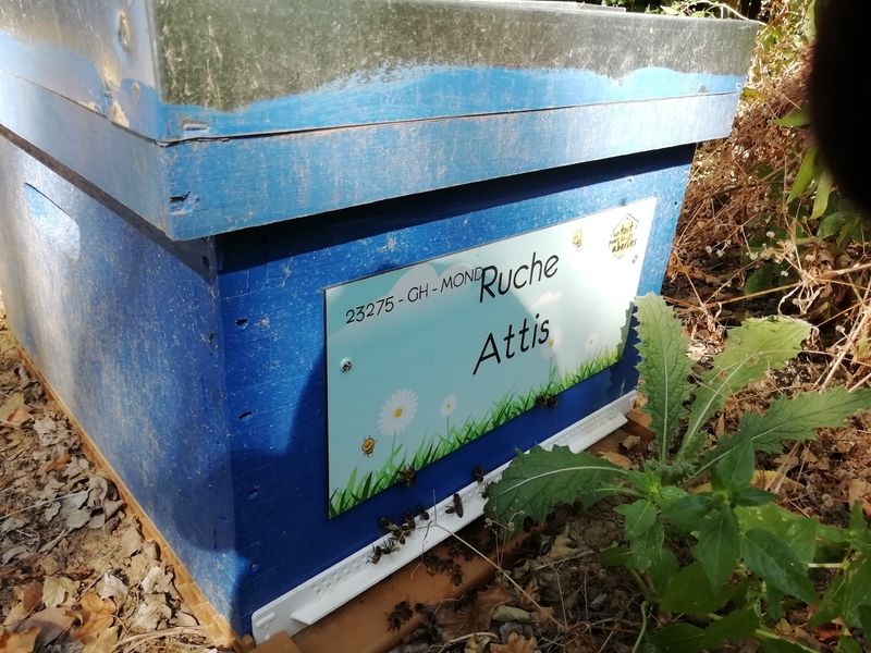 La ruche Attis