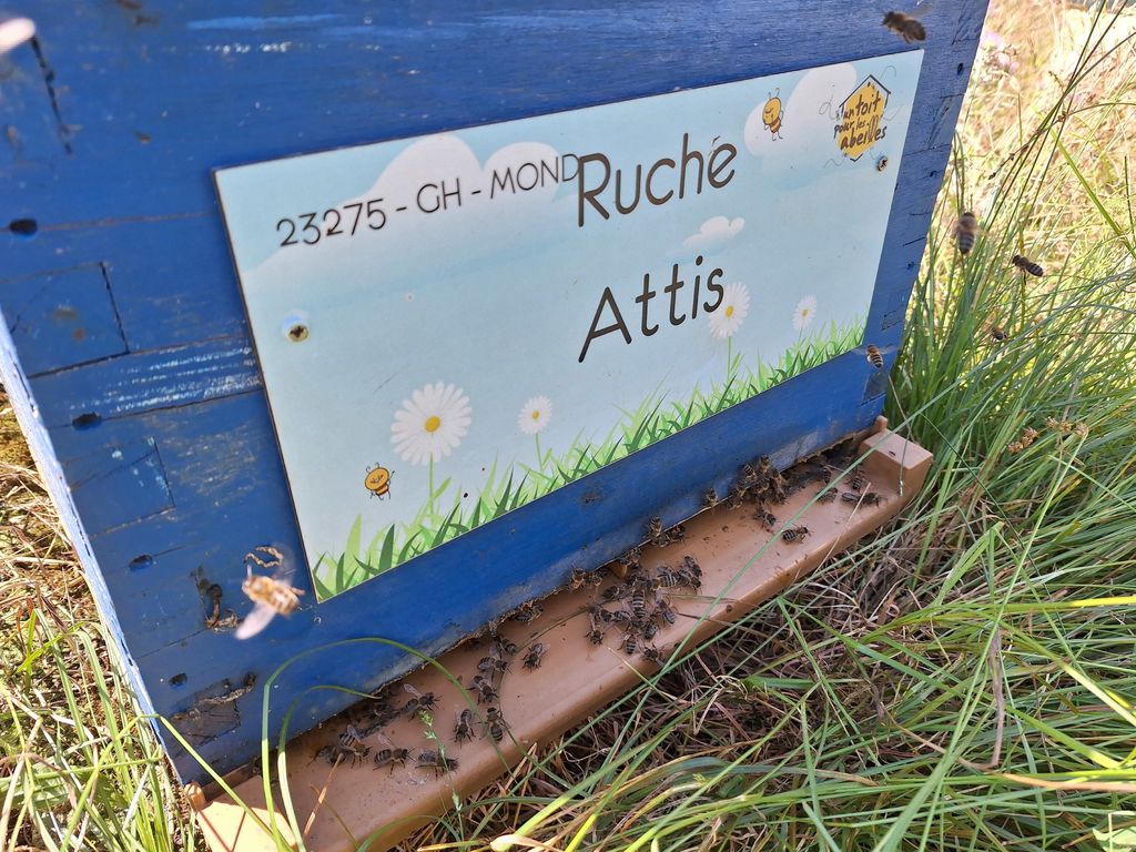 La ruche Attis