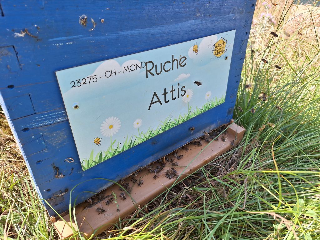 La ruche Attis