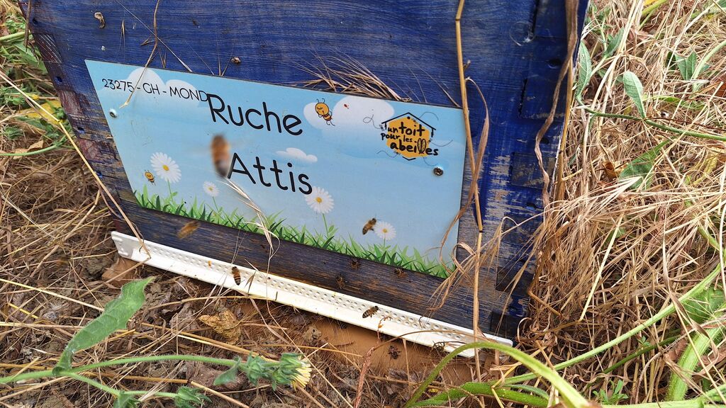 La ruche Attis
