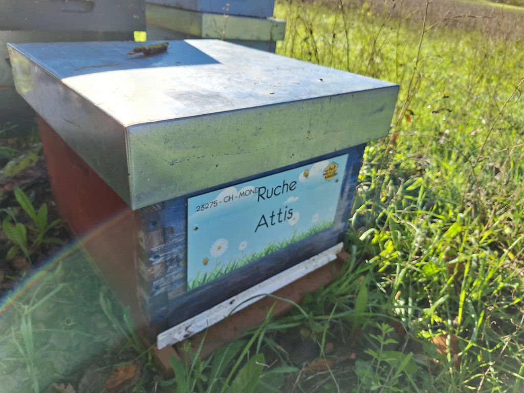 La ruche Attis