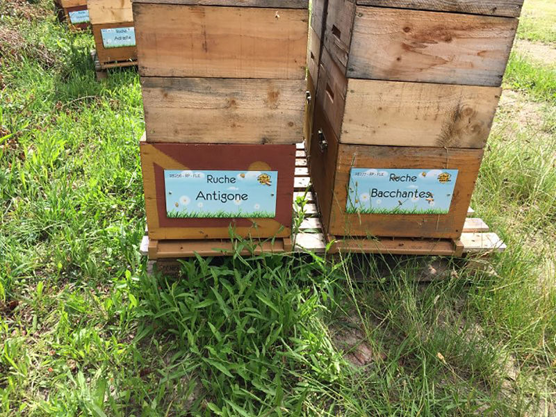 La ruche Bacchantes