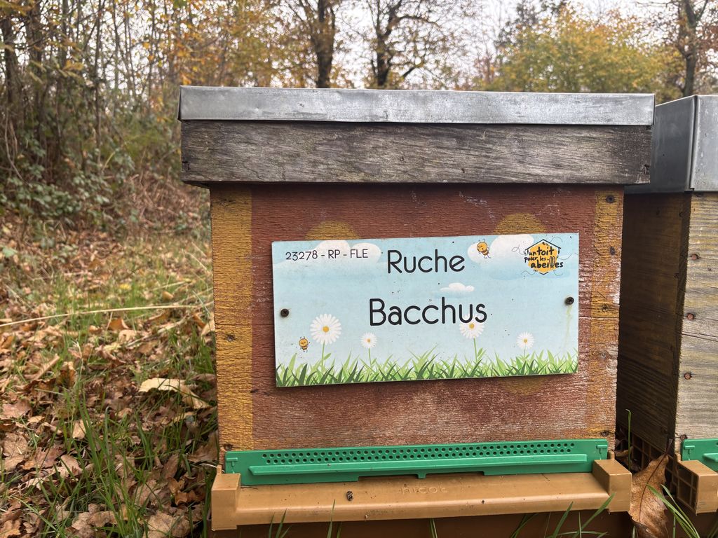 La ruche Bacchus