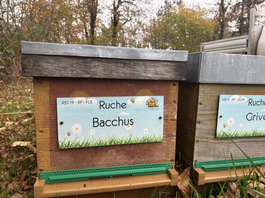 La ruche Bacchus